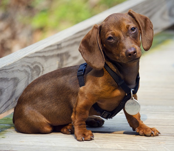 Dog Harness vs. Dog Collar – Which One Is Better