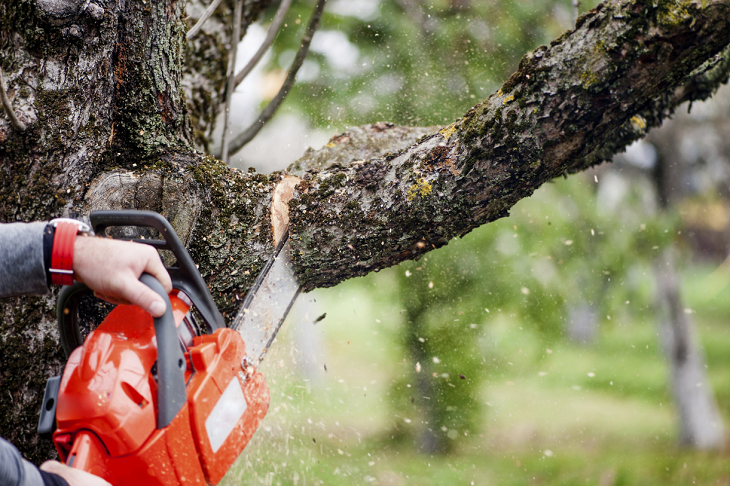 worker removing tree branch