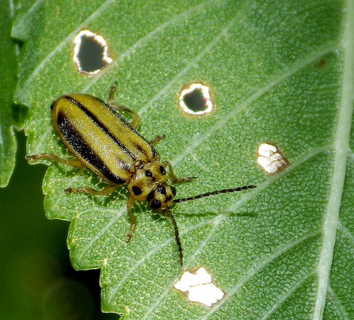 To Save or to Cut Down: Control Infestations with Elm Leaf Beetle Treatment
