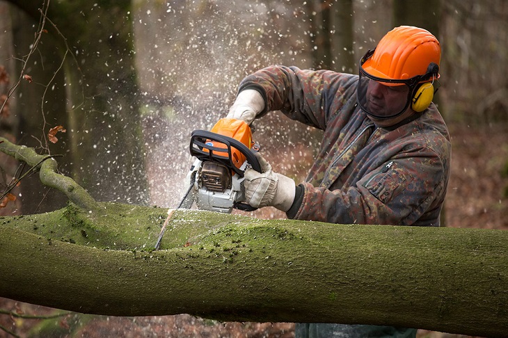 Cutting a tree with Chain Saw