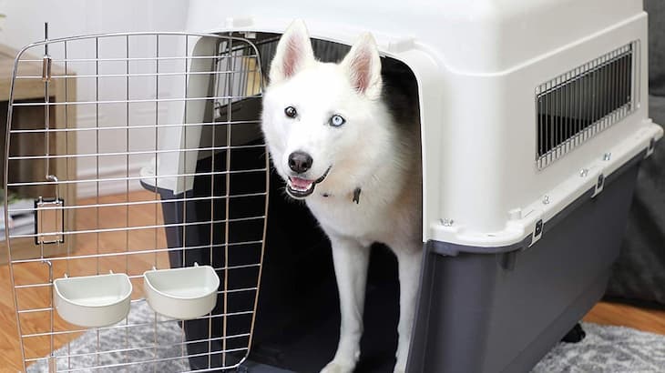 dog inside his plastic crate