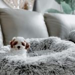 dog in silver calming cuddler