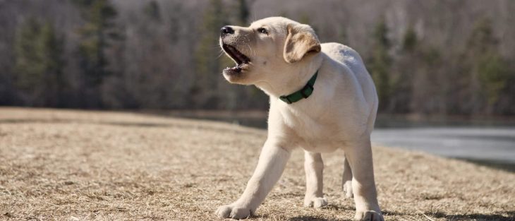 Dog Collars: Stop Your Pet from Barking