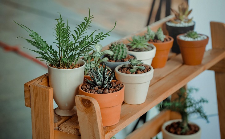 traditional pots with succulents on wooden shelf 