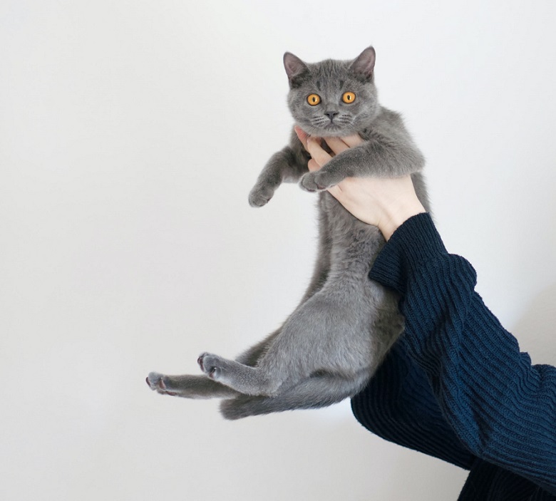 picture of person in blue blouse holding a gray cat 