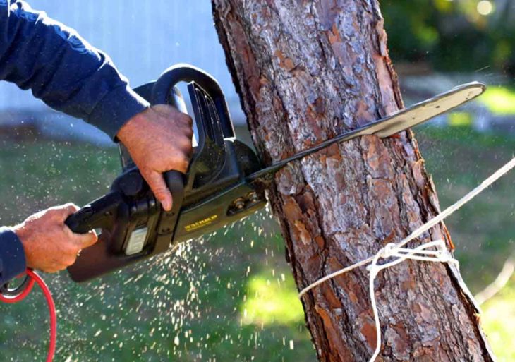 Tree Removal 101: Hire a Professional or Do It Yourself