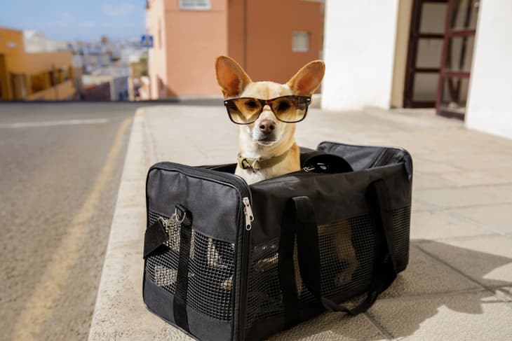 What to Consider When Buying a Dog Carrier?