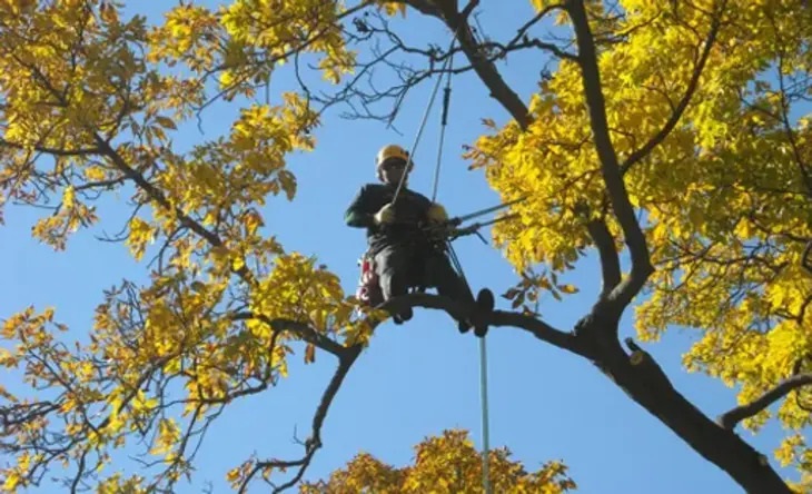 Man goes to provide tree pruning on a sick tree with yellow leaves