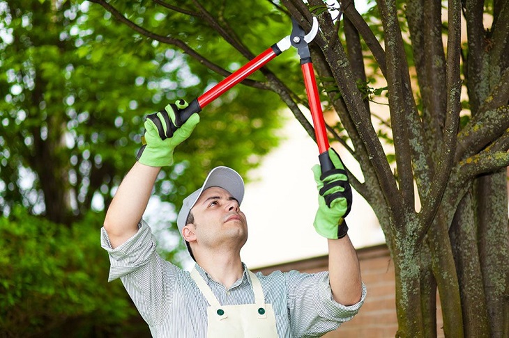 Man providing a  tree pruning with scissors