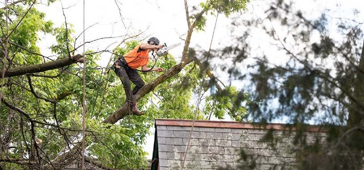 A professional provides tree pruning