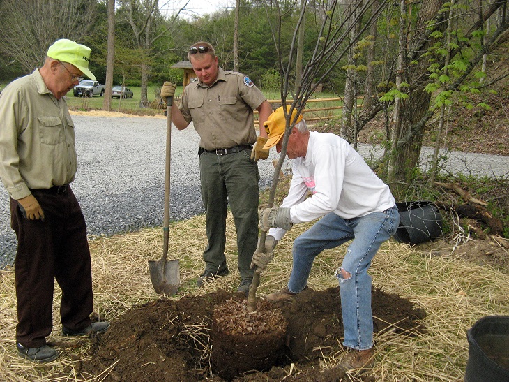 Three men planting a tree