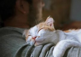 Keep Your Feline Happy and Calm: 5 Simple Solutions for Anxious Cats