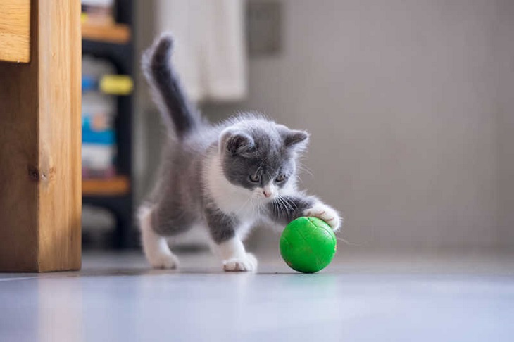 Kitty playing with a ball