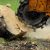 Tree Stump Removal: 4 Effective Ways to Clean Up Your Yard