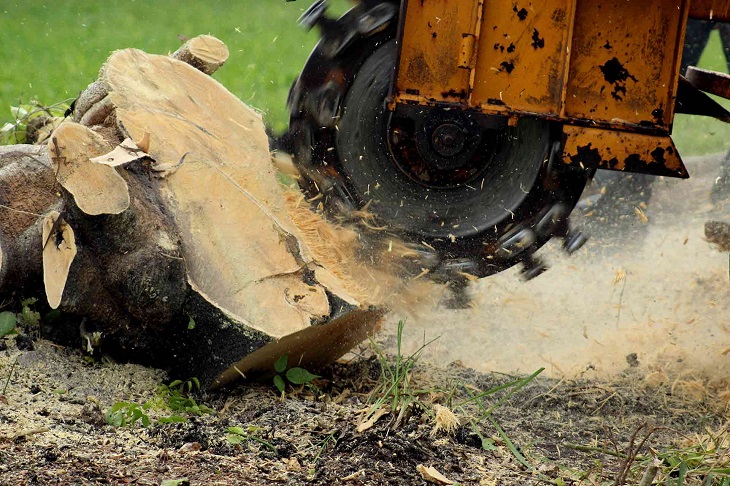 Tree Stump Removal: 4 Effective Ways to Clean Up Your Yard